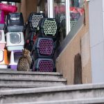 Un chat se repose sur des escaliers à côté de boîtes pour animaux