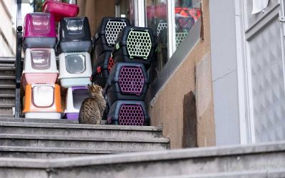 Un chat se repose sur des escaliers à côté de boîtes pour animaux