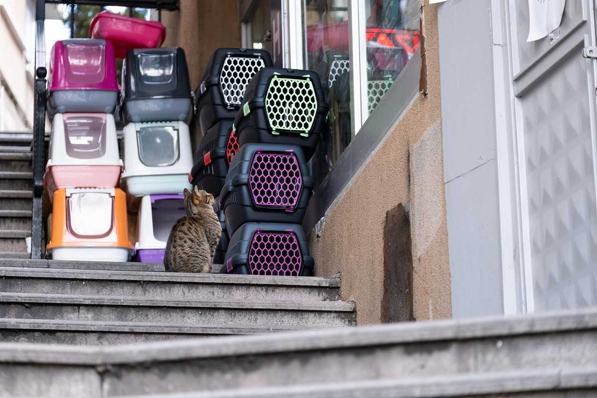 Comment habituer un chat à son sac de transport avant le départ